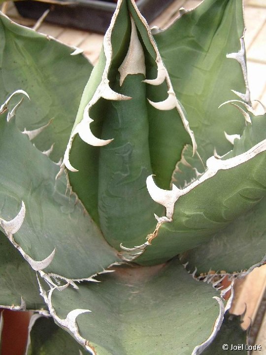 Agave titanota ©JLcoll.202